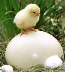Дослідники стверджують, що спочатку було яйце