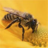 У США масово гинуть бджоли