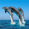 Дельфіни називають один одного іменами