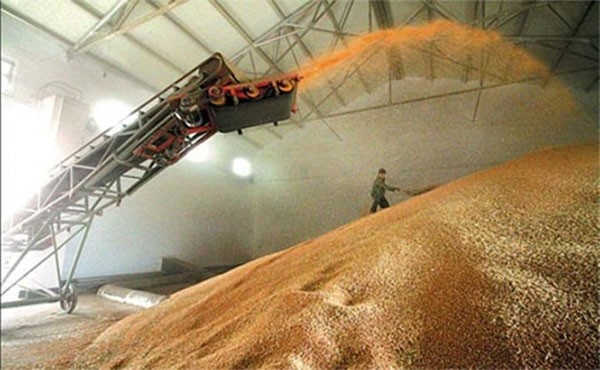 Україна збільшила експорт пшениці цього маркетингового року
